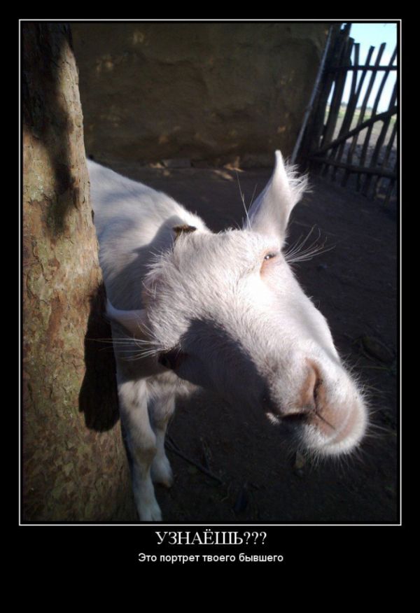 Опубликованное фото