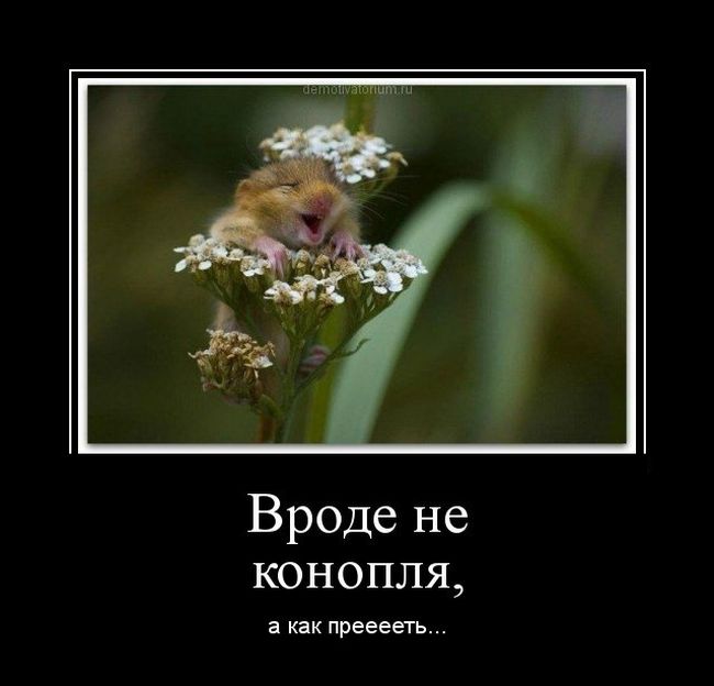 Опубликованное фото