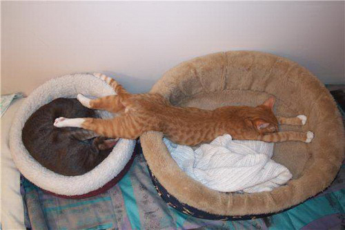 Кошки, спящие в странных позах