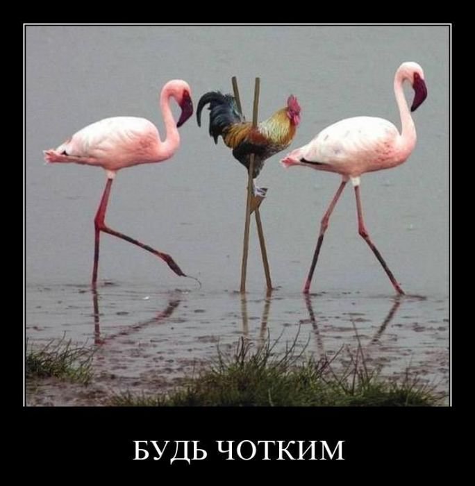 1329695934_demotivator06.jpg