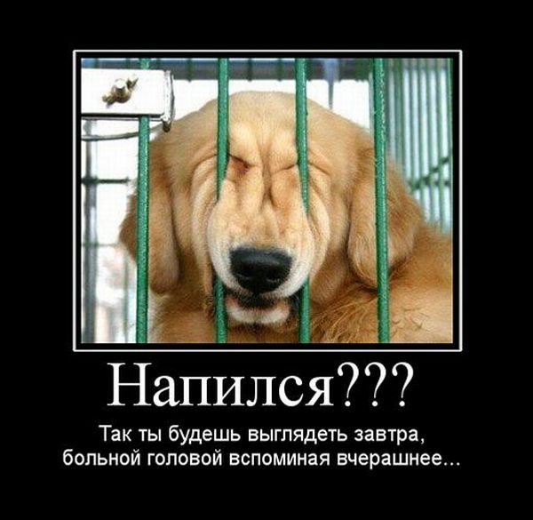 1329993185_demotivatory_50_foto_25.jpg