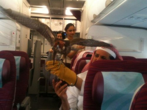 Пятничный заряд позитива в фото-приколах