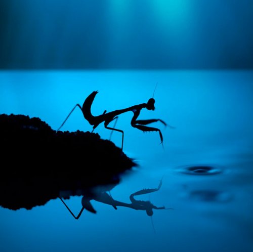 Сюрреалистичные макро-фотографии насекомых