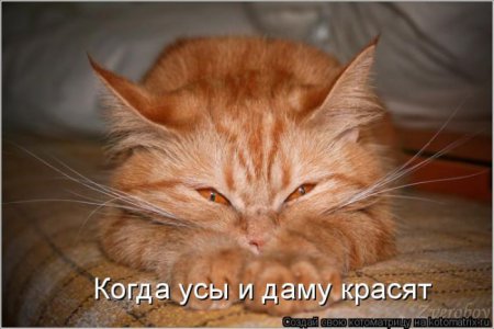 Смешная котоматрица Смешная котоматрица