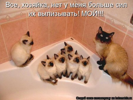 Смешная котоматрица Смешная котоматрица