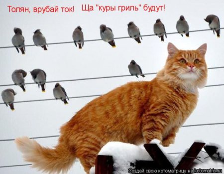 Смешная котоматрица Смешная котоматрица