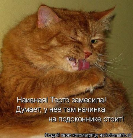 Смешная котоматрица Смешная котоматрица