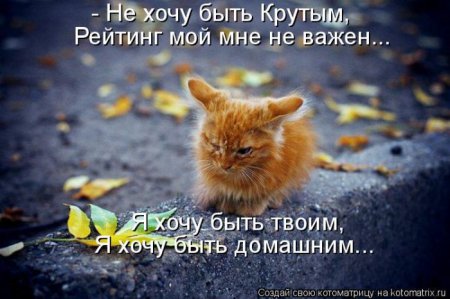 Смешная котоматрица Смешная котоматрица