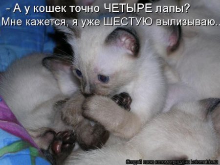 Смешная котоматрица Смешная котоматрица