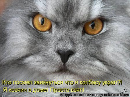 Смешная котоматрица Смешная котоматрица