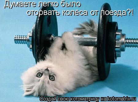Забавная котоматрица (45 фото) Забавная котоматрица (45 фото)