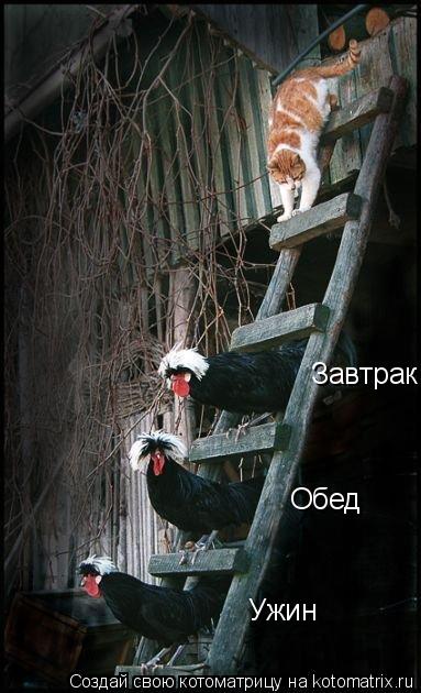 Котоматрица забавная (25 шт) Котоматрица забавная (25 шт)