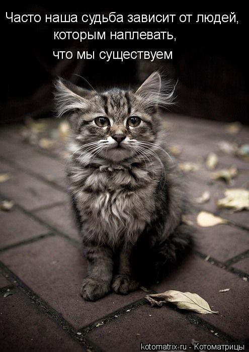 Котоматрица забавная (25 шт) Котоматрица забавная (25 шт)