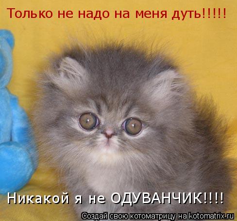 Котоматрица забавная (25 шт) Котоматрица забавная (25 шт)