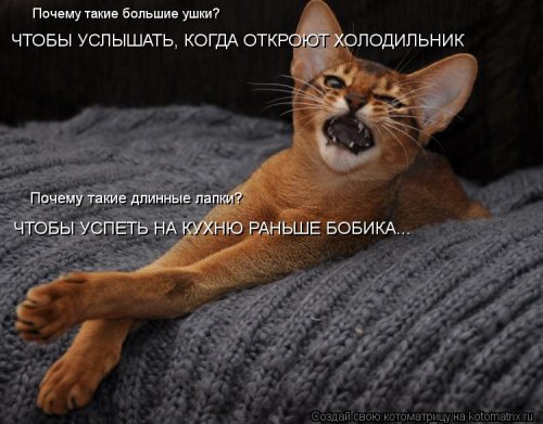 http://www.bugaga.ru/uploads/posts/2012-03/thumbs/1330960109_kotomatrix_06.jpg