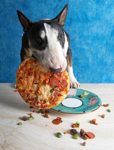Собаки, которые любят пиццу