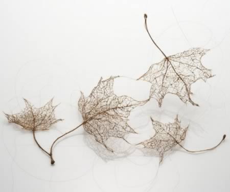 12 странных вещей, сделанных из волос 12 странных вещей, сделанных из волос