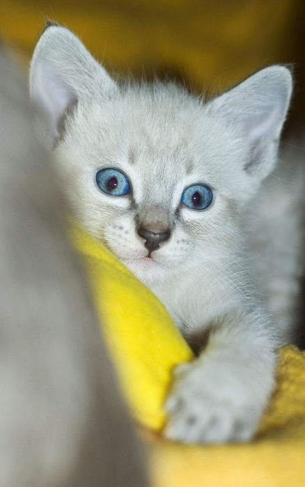 Смотреть котят (40 фото) Смотреть котят (40 фото)