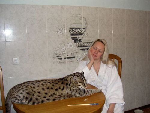 Рыбная азиатская кошка (Felis viverrina) Рыбная азиатская кошка (Felis viverrina)
