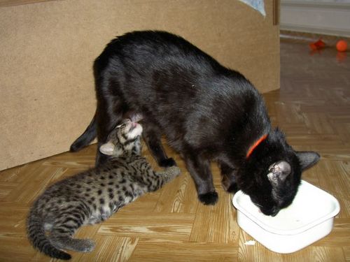 Рыбная азиатская кошка (Felis viverrina) Рыбная азиатская кошка (Felis viverrina)