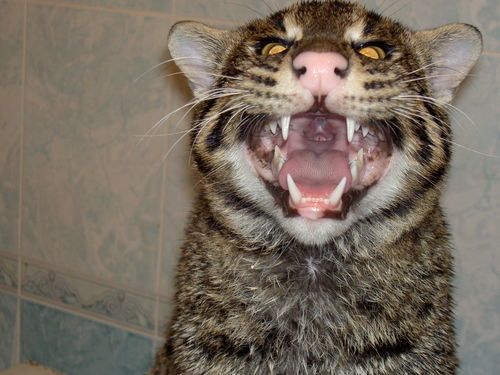 Рыбная азиатская кошка (Felis viverrina) Рыбная азиатская кошка (Felis viverrina)