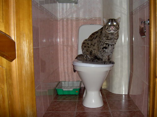Рыбная азиатская кошка (Felis viverrina) Рыбная азиатская кошка (Felis viverrina)