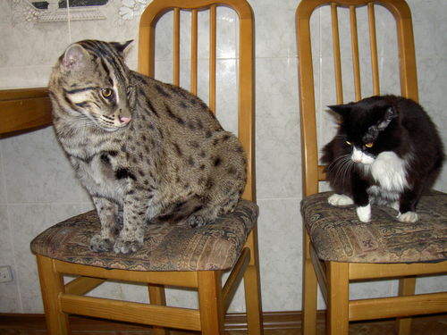 Рыбная азиатская кошка (Felis viverrina) Рыбная азиатская кошка (Felis viverrina)