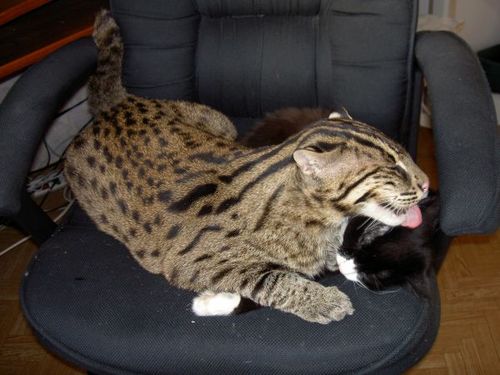 Рыбная азиатская кошка (Felis viverrina) Рыбная азиатская кошка (Felis viverrina)