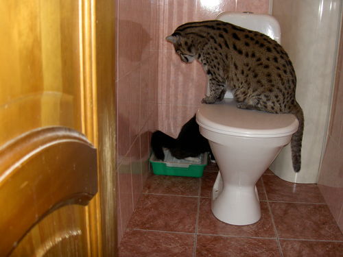Рыбная азиатская кошка (Felis viverrina) Рыбная азиатская кошка (Felis viverrina)