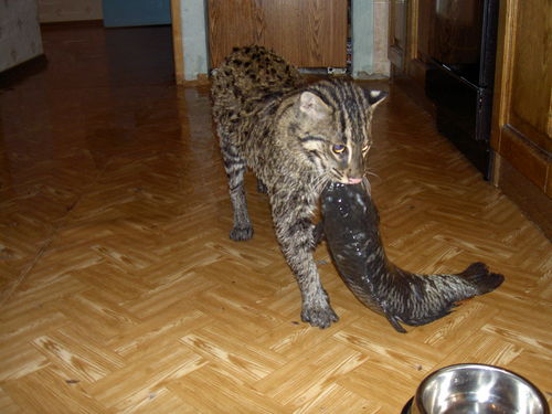 Рыбная азиатская кошка (Felis viverrina) Рыбная азиатская кошка (Felis viverrina)