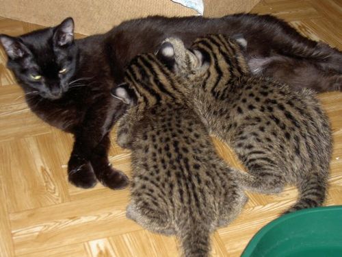 Рыбная азиатская кошка (Felis viverrina) Рыбная азиатская кошка (Felis viverrina)