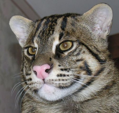 Рыбная азиатская кошка (Felis viverrina)