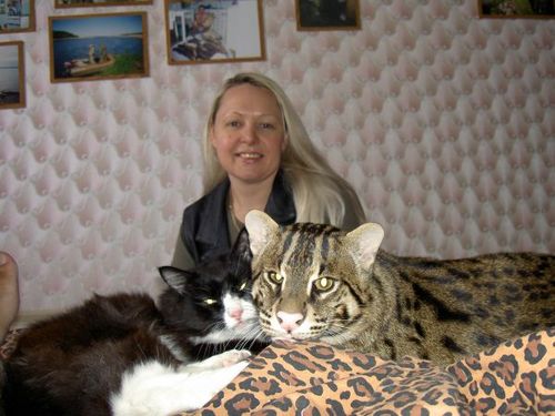 Рыбная азиатская кошка (Felis viverrina) Рыбная азиатская кошка (Felis viverrina)