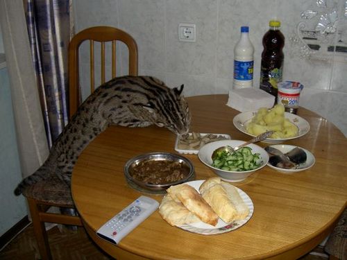 Рыбная азиатская кошка (Felis viverrina) Рыбная азиатская кошка (Felis viverrina)