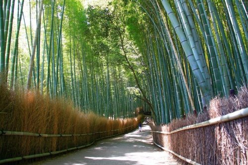 Необыкновенная природа - Страница 2 1334680134_sagano-bamboo-6
