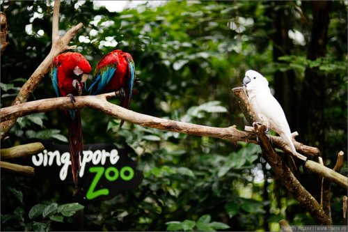 Открытый зоопарк в Сингапуре