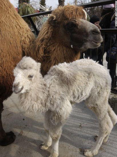 �������� ���������