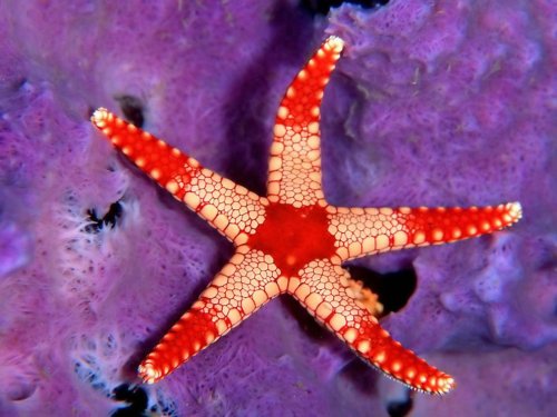 Удивительные морские звезды