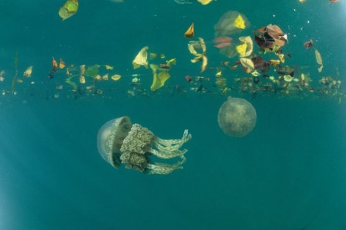 Подводный мир (22 фото)