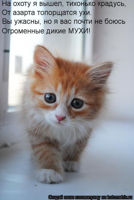 Лучшие котоматрицы недели (29 фото) Лучшие котоматрицы недели (29 фото)