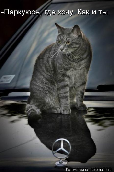 Лучшие котоматрицы недели (29 фото) Лучшие котоматрицы недели (29 фото)