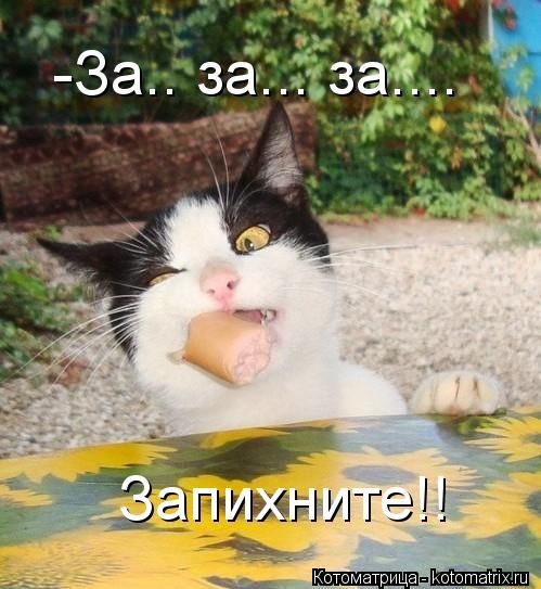 Лучшие котоматрицы недели (35 фото) Лучшие котоматрицы недели (35 фото)