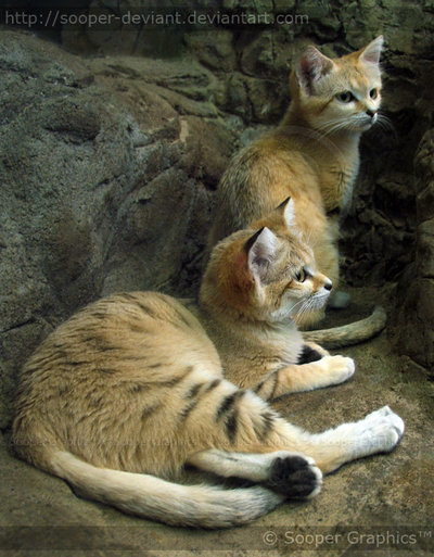 Няшные животные Няшные животные