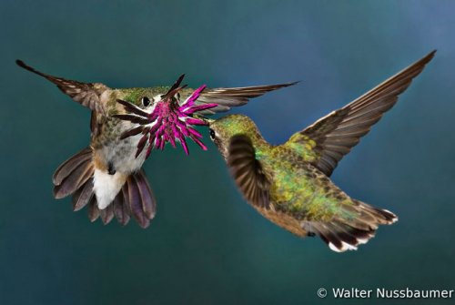 Победители Всемирного конкурса фотографии птиц 2012