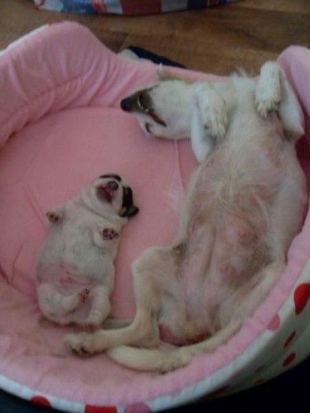 Забавные и милые животные (49 фото) Забавные и милые животные (49 фото)