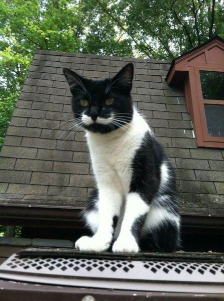 Забавные и милые животные (49 фото) Забавные и милые животные (49 фото)