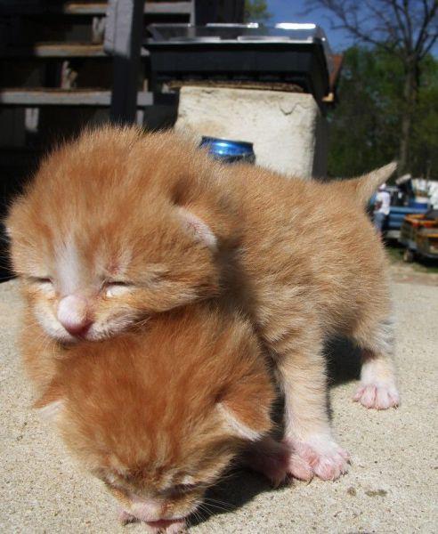 Забавные и милые животные (49 фото) Забавные и милые животные (49 фото)