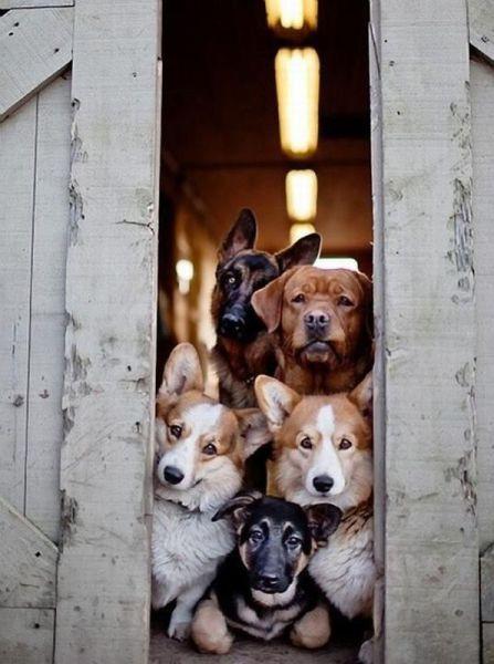 Забавные и милые животные (49 фото) Забавные и милые животные (49 фото)