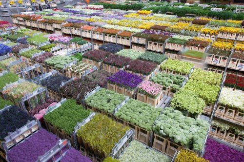 Цветочный аукцион FloraHolland в Голландии