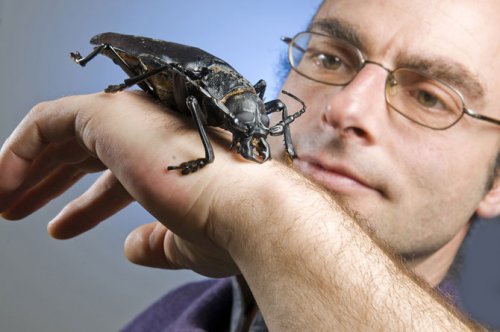 Самый большой в мире жук